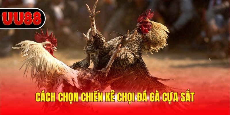 Cách chọn chiến kê chọi đá gà cựa săt
