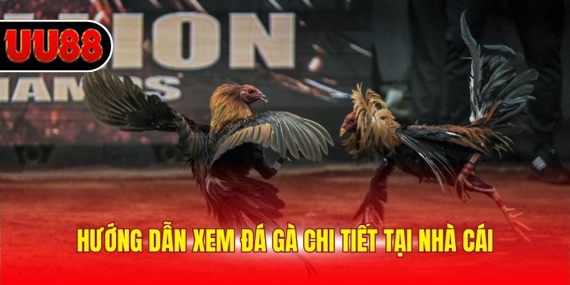 Hướng dẫn xem đá gà chi tiết tại nhà cái
